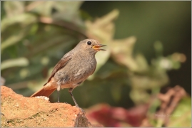 <p>REHEK DOMÁCÍ (Phoenicurus ochruros) /Black redstart - Hausrotschwanz/</p>
